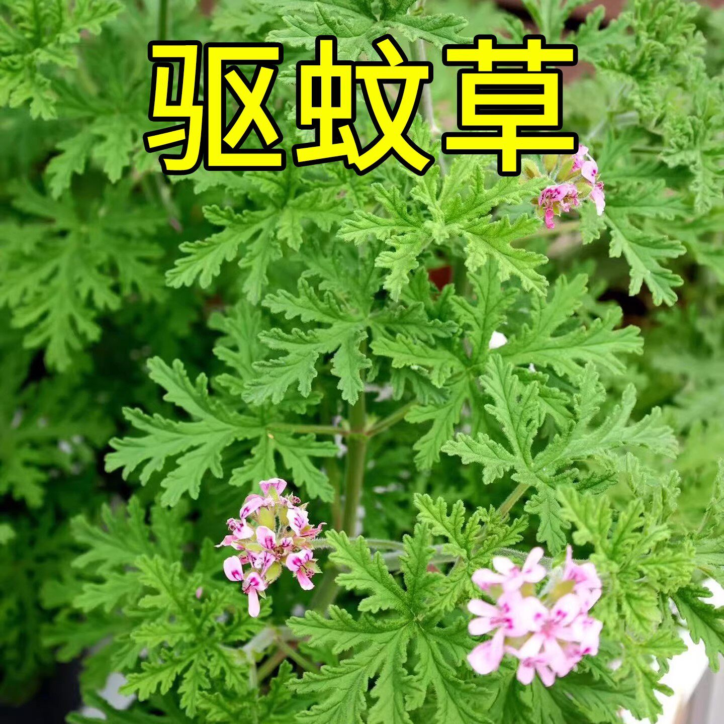 驱蚊草花种籽子四季播种开花盆栽易活花籽庭院室外除虫菊薄荷种孑