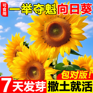 一举夺魁高杆向日葵种孑子盆栽室外庭院易活观赏切花食用葵花种籽