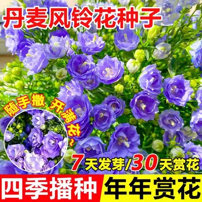 丹麦风铃草花籽四季播种快速开花