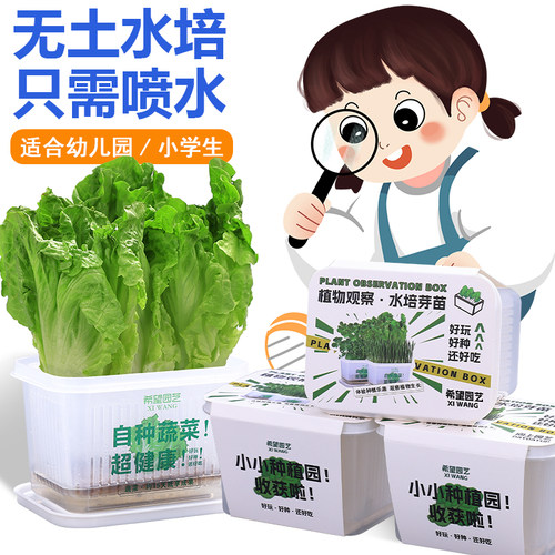 儿童水培种植小盆栽蔬菜生长快
