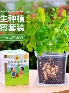 花生种子儿童种植小盆栽套装向日葵番茄种子籽观察实验植物太阳花