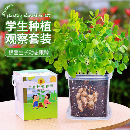 花生种籽儿童种植小盆栽3天发芽