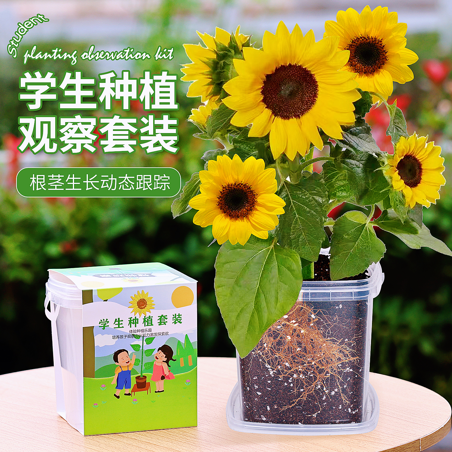 向日葵种孑儿童种植小盆栽草莓凤仙花种籽小学生实验观察植物种子