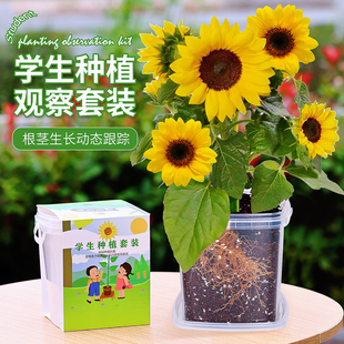 向日葵种孑儿童种植小盆栽草莓凤仙花种籽小学生实验观察植物种子