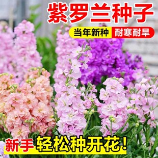 切花紫罗兰花种子四季播种开花好养易活盆栽庭院耐寒景观花海花籽