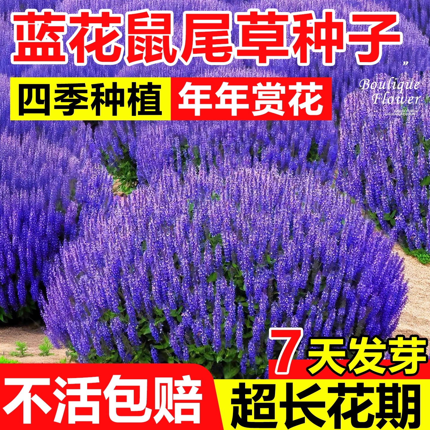 蓝花鼠尾草花籽四季播种易活开花