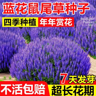 蓝花鼠尾草花籽四季播种易活开花