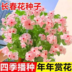 长春花种子五瓣梅花籽四季播种易活庭院景观花海盆栽日春花卉种孑