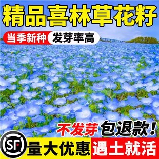 喜林草种子婴儿蓝眼苍月草粉蝶花籽虞美人盆栽四季种植开花卉种子