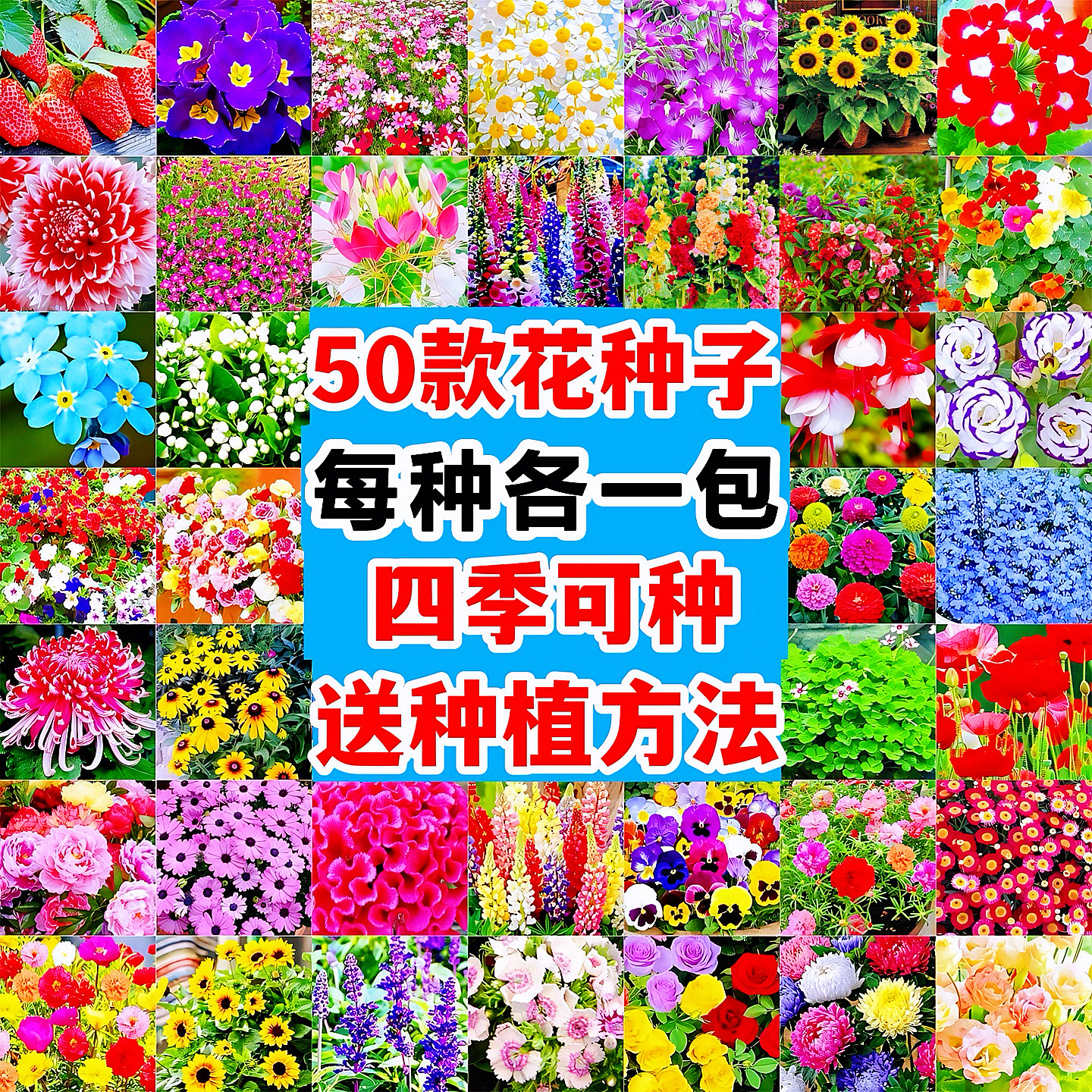 野花组合花种子七彩四季易活开花室外矮生花籽庭院盆栽花种孑大全