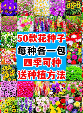 野花组合花籽四季易开花3天发芽