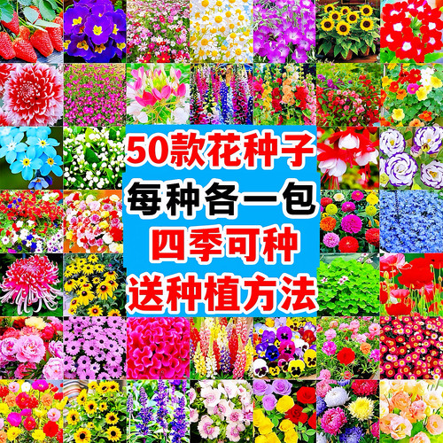野花组合花籽四季易开花3天发芽