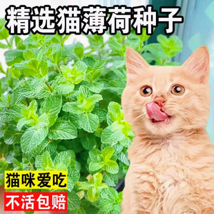 猫薄荷种子可食用薄荷种籽子四季种植香水留兰香猫草阳台易活盆栽