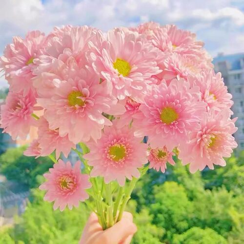 彩虹糖果菊花种籽四季播种开花快