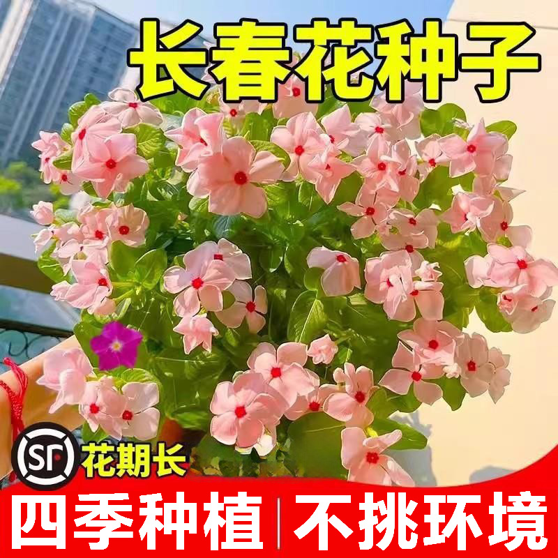 长春花种子五瓣梅花籽四季盆栽