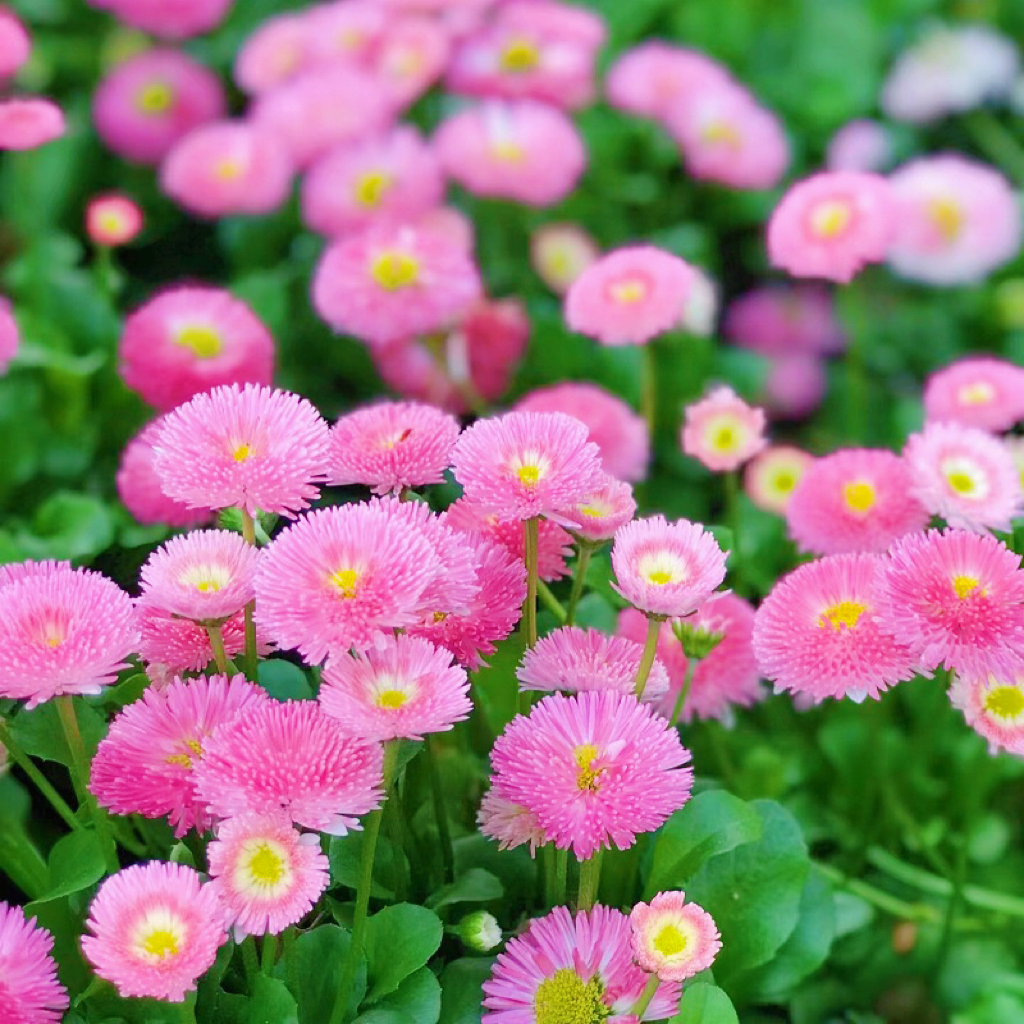 小雏菊花种籽子四季播种易活花籽洋甘菊种孑室内盆栽庭院花卉种子