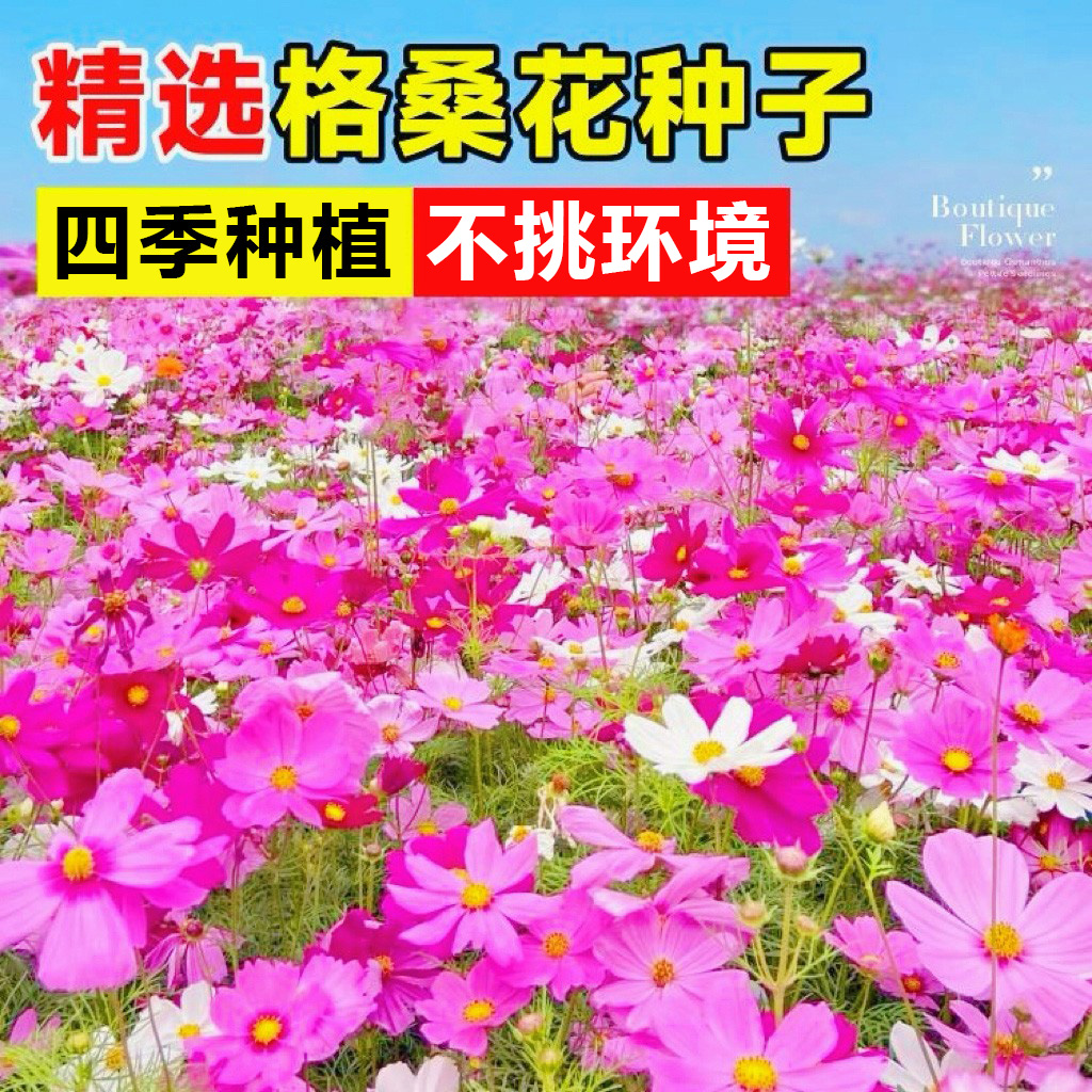 格桑花波斯菊花种四季种植好成活