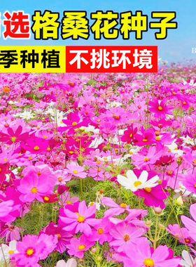 格桑花波斯菊花种四季播种开花快