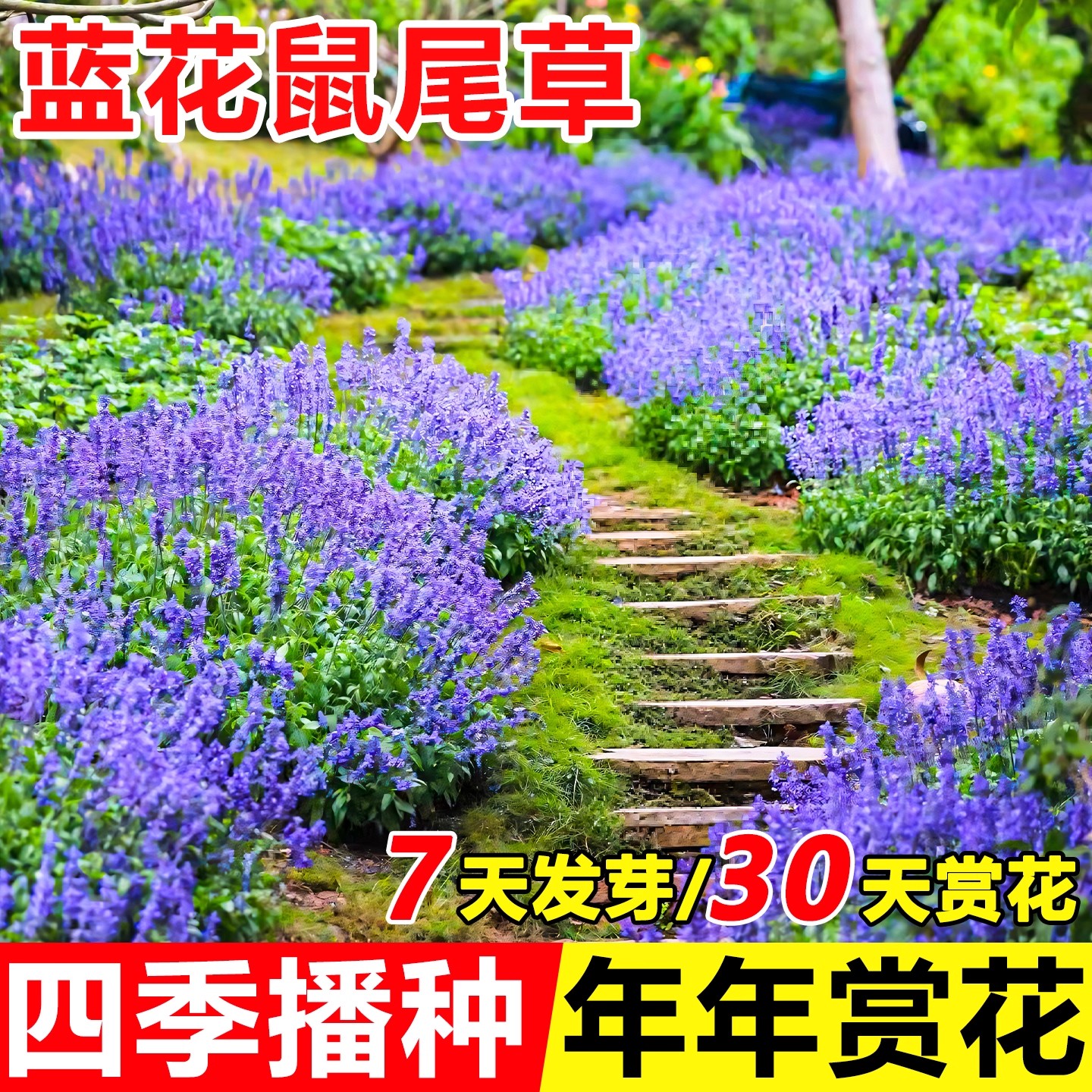 蓝花鼠尾草种子四季播种快速开花
