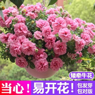 播种开花垂吊盆栽易活花籽爬藤室外庭院种孑 重瓣矮牵牛花种子四季
