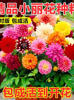 小丽花种子四季播种开花3天发芽