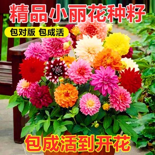 小丽花种籽子四季播种开花盆栽苗易活重瓣大丽花籽室外庭院花种子