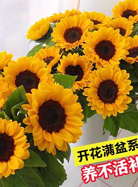 向日葵花籽四季播种开花3天发芽