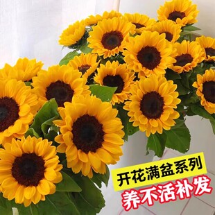 矮向日葵种孑观赏迷你食用葵花籽四季播种室内外盆栽易活花种籽子