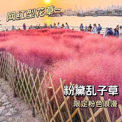 粉黛乱子草种籽网红四季观赏易活