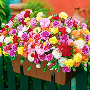 重瓣康乃馨花种子四季易活开花驱蚊草矮生花籽庭院盆栽苗花卉种孑