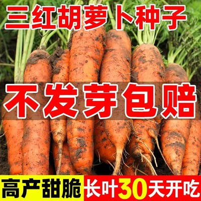 三红胡萝卜四季种植蔬菜种子