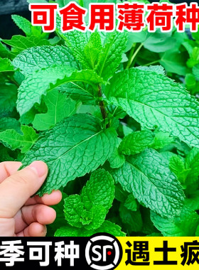 可食用薄荷四季播种易活3天发芽