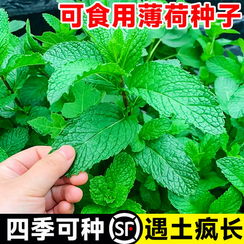 可食用薄荷四季播种易活3天发芽