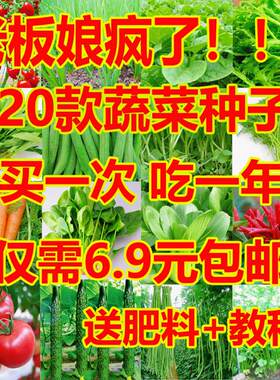 蔬菜种子大全四季种植25天开吃
