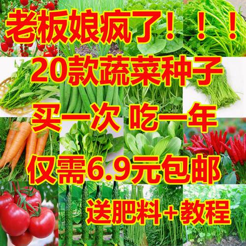 蔬菜种子大全四季种植25天开吃