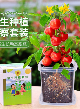 儿童种植观察盆栽小番茄3天发芽