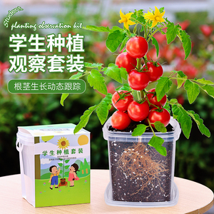 儿童种植观察盆栽小番茄3天发芽