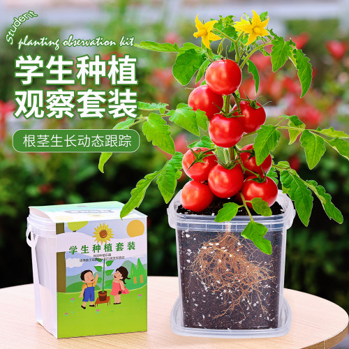 儿童种植观察盆栽小番茄3天发芽