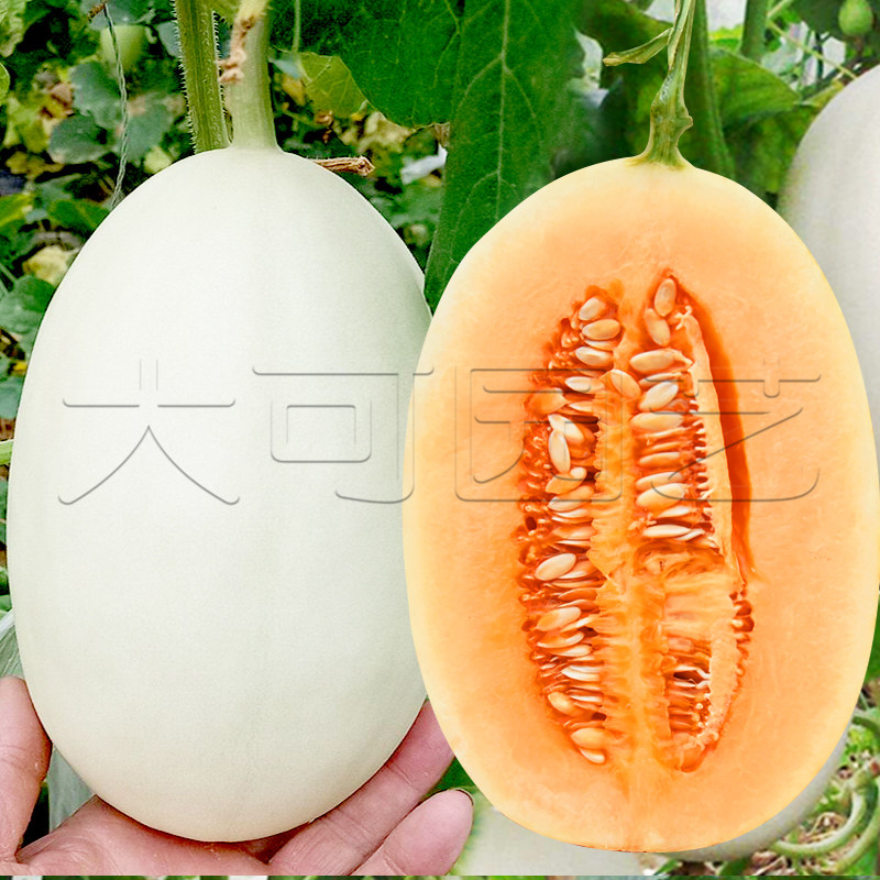 蜜露三号甜瓜种子高产白皮红壤超甜香脆香瓜种籽秋季四季水果种孑