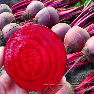 红甜菜根种子甜菜头红紫甜菜秋季四季进口阳台盆栽播种蔬菜种籽孑