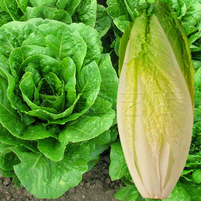 蔬菜直立孔雀四季阳台盆栽生菜