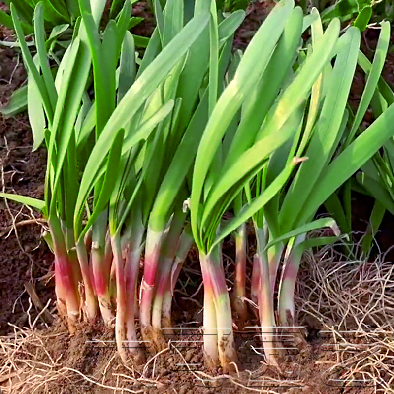 阳台盆栽四季种植庭院绿色蔬菜