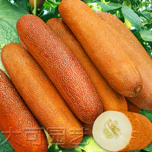 麻皮黄瓜种子高产东北老黄瓜种籽春夏季秋季农家四季耐热蔬菜种孑