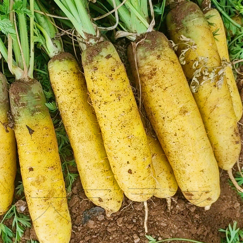 黄胡萝卜种子籽水果罗卜耐热抗病春季秋季四季露地农家大田蔬菜孑