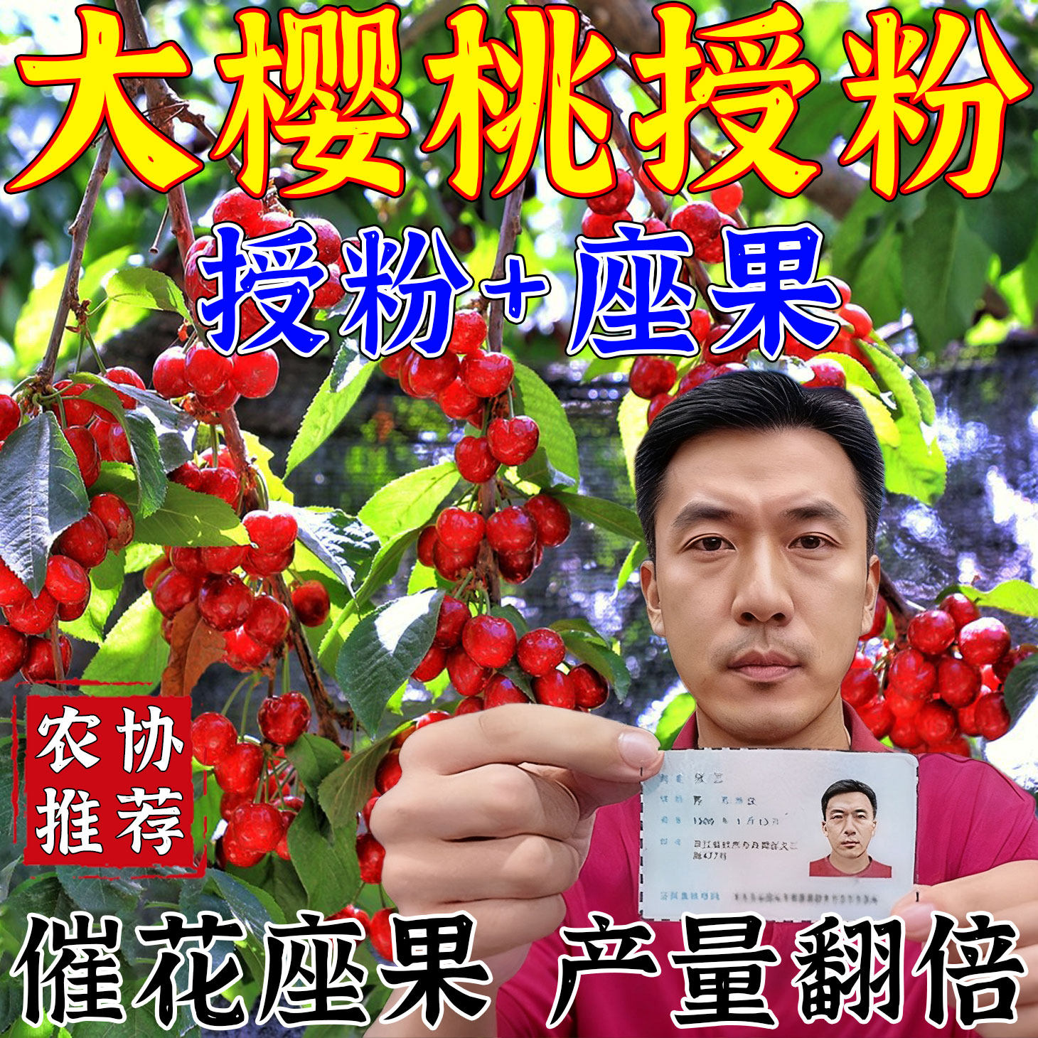大樱桃授粉保花保果增产药