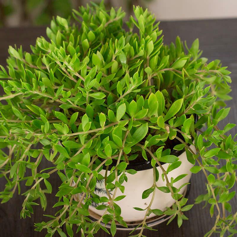 绿植花卉盆栽垂盆草盆栽包邮垂吊绿植生长速度快