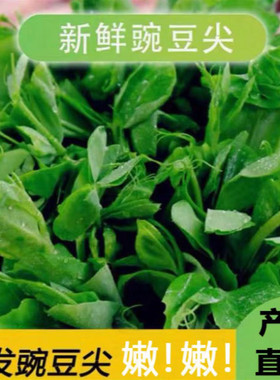 四川豌豆尖现摘当季新鲜蔬菜农家嫩豌豆苗露天种植龙须菜现货中通