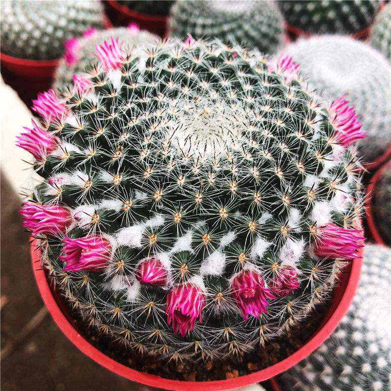 美观开花花苞玉翁仙人球带仙人球多肉室内桌面电