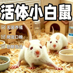 活体小白鼠无菌养殖爬宠口粮包邮包活科学实验专用宠物爬虫食物