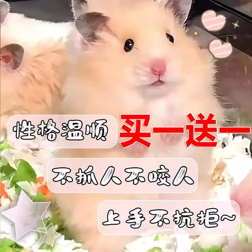 【送一只】宠物仓鼠活物金丝熊送笼子家养金丝熊活体奶茶可选公母